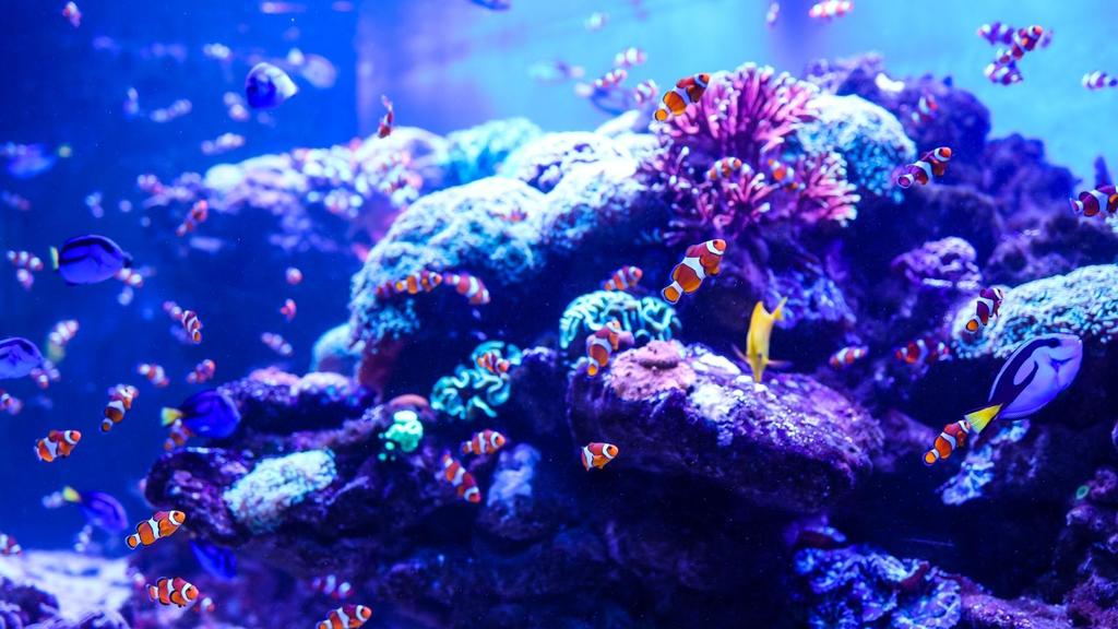 Brightly colored fish in an underwater scene